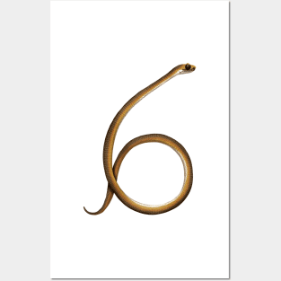 6 - Lowland copperhead snake Posters and Art